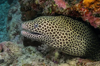 Gymnothorax favagineus Ściana lamparta