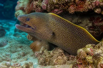 Gymnothorax flavimarginatus Ściana żółtej krawędzi