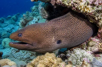 Gymnothorax javanicus Giant Wall