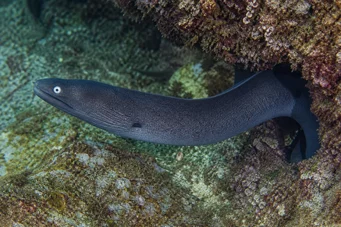 Gymnothorax monochrous Szara ściana