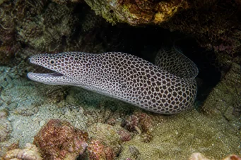Gymnothorax rueppelliae Żółty zagłówek