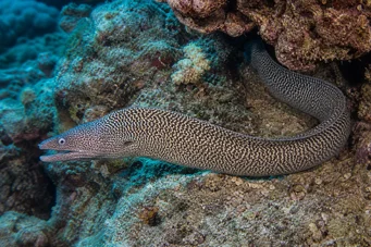 Gymnothorax undulatus Falista ściana
