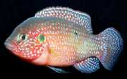 Hemichromis lifalili Red Acara