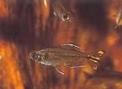 Hemigrammopetersius caud... Kongo Tetra z żółtym