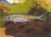 Hemigrammopetersius pulc... Afrykańskie tetra