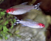 Hemigrammus bleheri Czerwone usta Tetra
