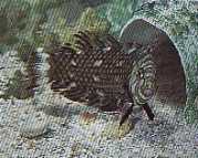 Hemipteronotus taeniouru... Zamaskowany labre