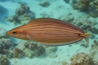 Hemipteronotus taeniourus Zamaskowany labre