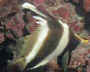 Heniochus varius Przedstawiona przednia ryba