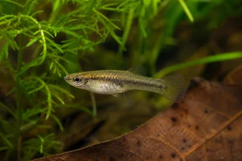 Heterandria formosa Ryba komarów
