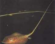 Himantura oxyrhynchus Indo-australijska linia ...