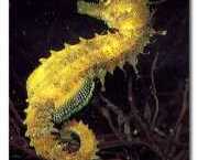Hippocampus guttulatus Śródziemnomorski hipok...