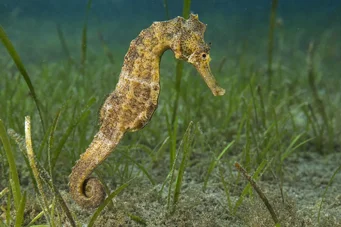 Hippocampus guttulatus (Śródziemnomorski hipokamp)