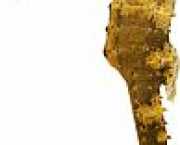 Hippocampus kuda Pozłacany hipokamp