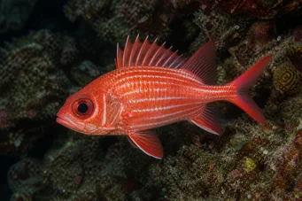 Holocentrus diadema (Wytrzymany żołnierz)