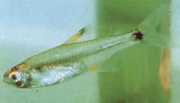 Holoshestes pequira Pomarańczowa plama tetra