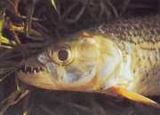 Hydrocynus vittatus Charabine-tigre