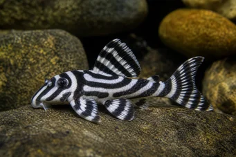 Hypancistrus zebra (Pleco Zebra)