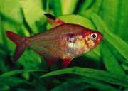 Hyphessobrycon callistus Ruby of Paragwaj