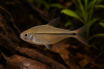 Hyphessobrycon copelandi (Tetra de Copeland)