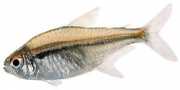Hyphessobrycon heterorhabdus Belgijska flaga