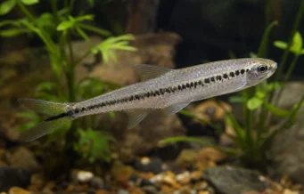 Iguanodectes spilurus (Tetra-oil)