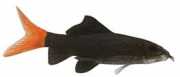 Labeo bicolor czerwony ogon