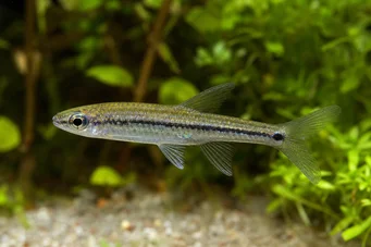 Ladigesia roloffi (Sierra-Léone Dwarf Tetra)