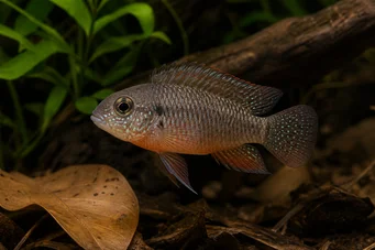 Laetacara dorsigera (Gorsigera)