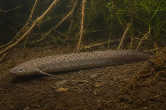 Lepidosiren paradoxa (Ameryka Południowa Lepidosirène)
