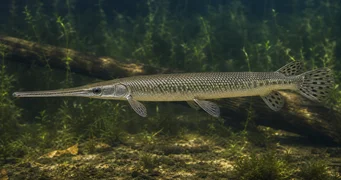 Lepisosteus osseus Krokodyl Pike