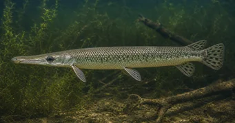 Lepisosteus platostomus Płaskowyż lepisoste