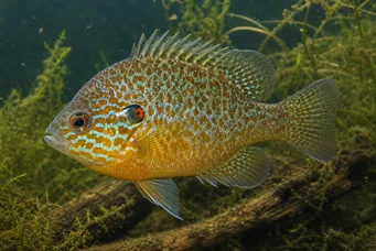 Lepomis gibbosus (Słup słoneczny lub tęczowy)
