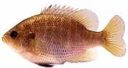 Lepomis punctatus Point Sun Sur