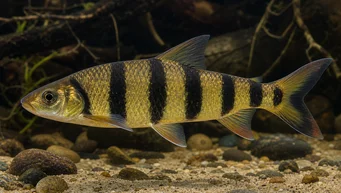 Leporinus fasciatus fasciatus (Leporinus z czarnymi zespołami)