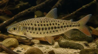 Leporinus maculatus (Spotowany Leporinus)