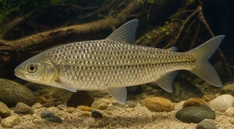Leporinus megalepis (Leporinus z wielkimi skalami)
