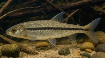 Leporinus nigrotaeniatus Czarne paski Leporinus
