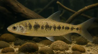 Leporinus pellegrini (Pellegrin Leporinus)