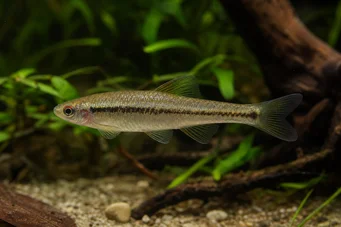 Lilius sp Limonę