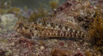 Lipophrys pholis Pospolity