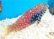 Macropharyngodon bipartitus Wermikulowany labre