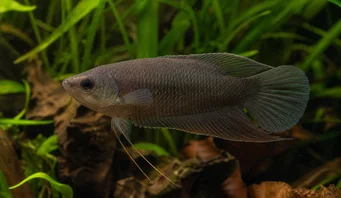 Macropodus concolor Czarny makropod