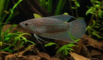 Macropodus cupanus Ryby rybne z brązowym ogonem