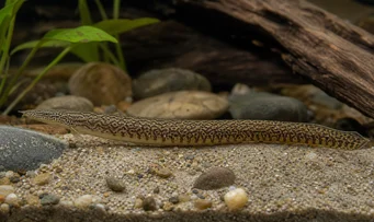 Mastacembelus armatus Gigantyczny kręgosłup