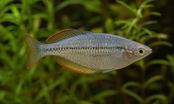 Melanotaenia maccullochi Krasno -tęczowe ryby