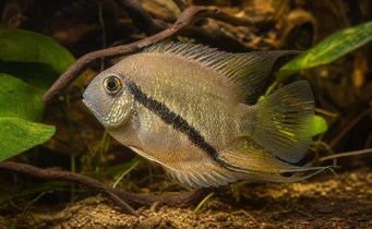 Mesonauta festiva Flaga Cichlid