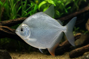 Metynnis hypsauchen Métynnis z dużymi głowami