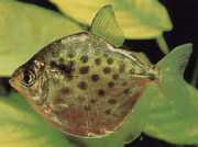 Metynnis maculatus Metaynnis przerywane