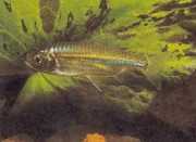 Micralestes acutidens Afrykańska tetra z ostr...